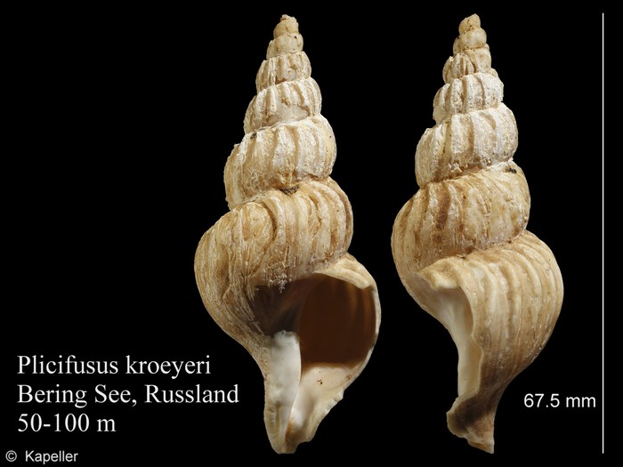 Plicifusus kroyeri