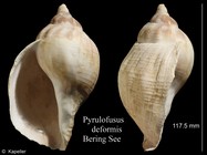 Pyrulofusus deformis
