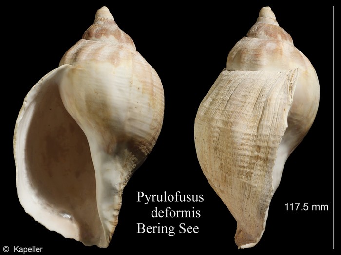 Pyrulofusus deformis Pyrulofusus deformis