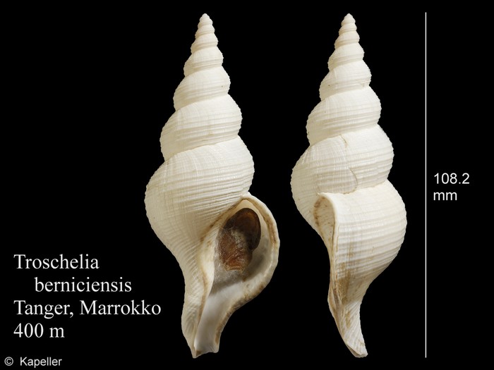 Troschelia berniciensis