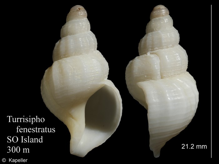 Turrisipho fenestratus