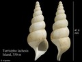 Mollusca (molluscs)