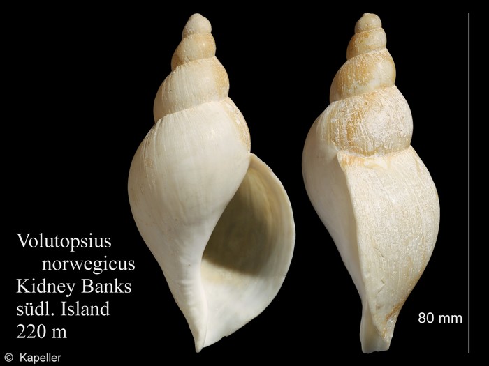 Volutopsius norwegicus