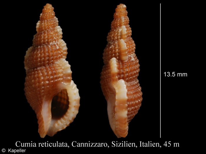 Cumia reticulata