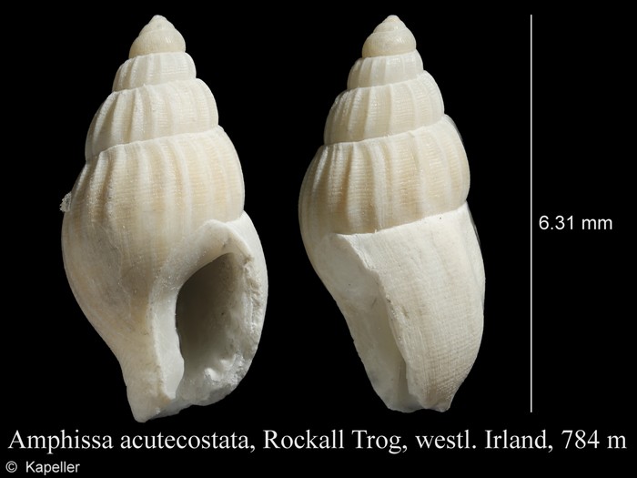 Amphissa acutecostata