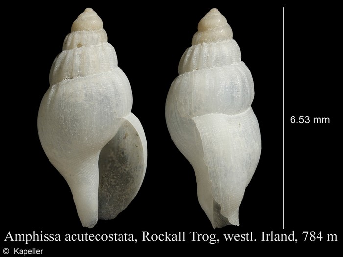 Amphissa acutecostata