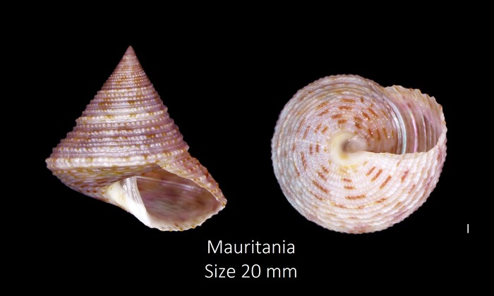 Calliostoma granulatum (Born, 1778) Calliostoma granulatum (Born, 1778)