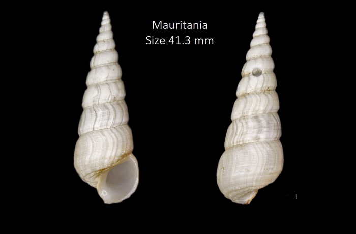 Mesalia opalina (A. Adams & Reeve, 1849) Mesalia opalina (A. Adams & Reeve, 1849)