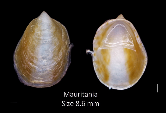 Crepidula porcellana Lamarck, 1801 Crepidula porcellana Lamarck, 1801