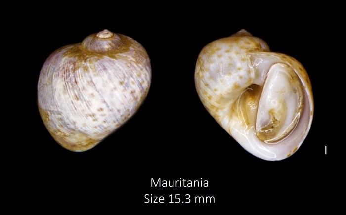 Natica multipunctata Blainville, 1825