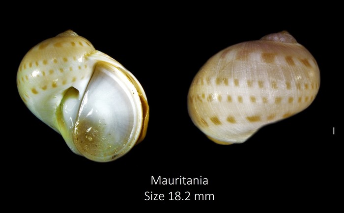 Natica canariensis Odhner, 1932 Natica canariensis Odhner, 1932