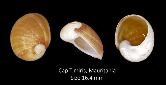 Sinum concavum (Lamarck, 1822) Sinum concavum (Lamarck, 1822)