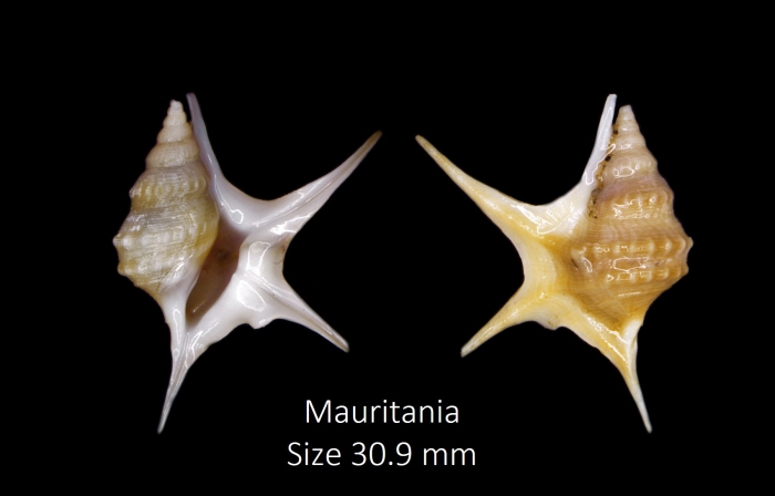 Aporrhais elegantissima x senegalensis