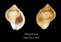Aspa marginata (Gmelin, 1791)