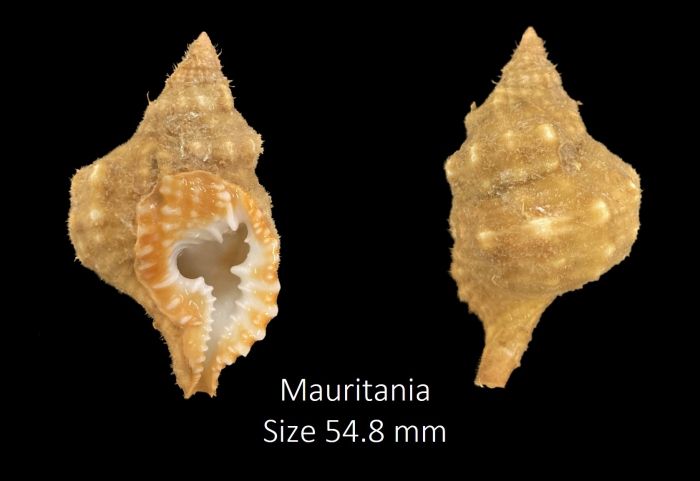 Distorsio smithi (Maltzan, 1884)