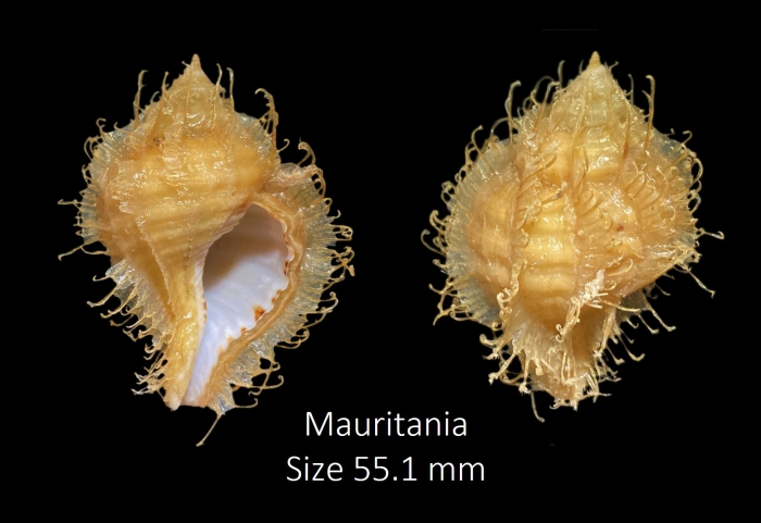 Monoplex tranquebaricus (Lamarck, 1816) Monoplex tranquebaricus (Lamarck, 1816)