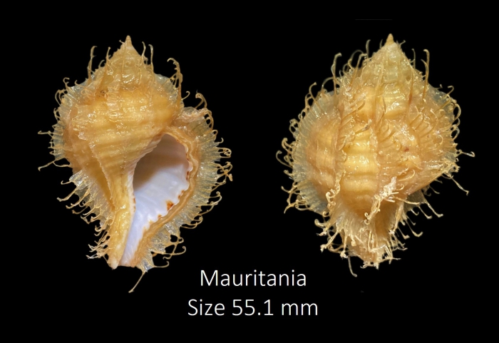 Monoplex tranquebaricus (Lamarck, 1816)