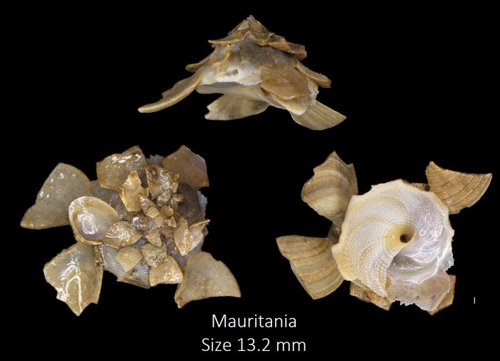 Xenophora mediterranea