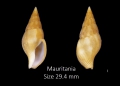 Mollusca (molluscs)