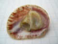 Mollusca (molluscs)