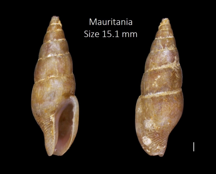 Mitrella canariensis (d'Orbigny, 1840) Mitrella canariensis (d'Orbigny, 1840)