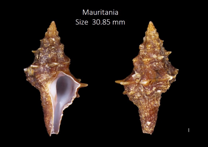 Hemipolygona armata (A. Adams, 1855) Hemipolygona armata (A. Adams, 1855)