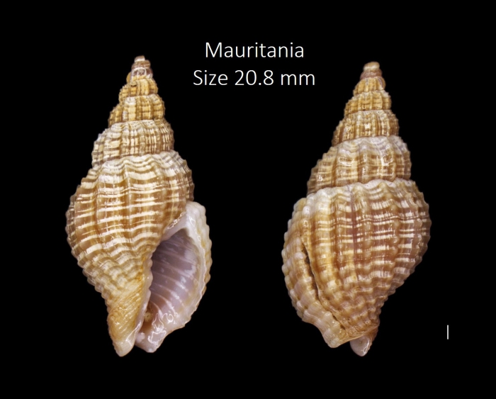 Antillophos grateloupianus (Petit de la Saussaye, 1853) Antillophos grateloupianus (Petit de la Saussaye, 1853)