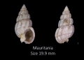 Mollusca (molluscs)