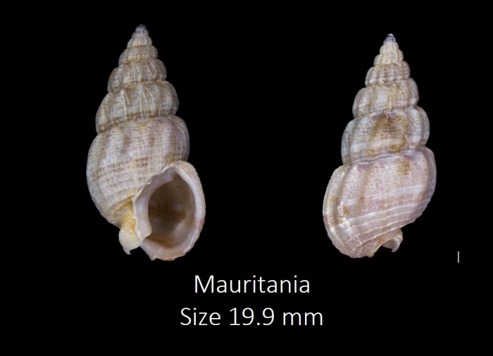 Tritia miga (Bruguière, 1789) Tritia miga (Bruguière, 1789)
