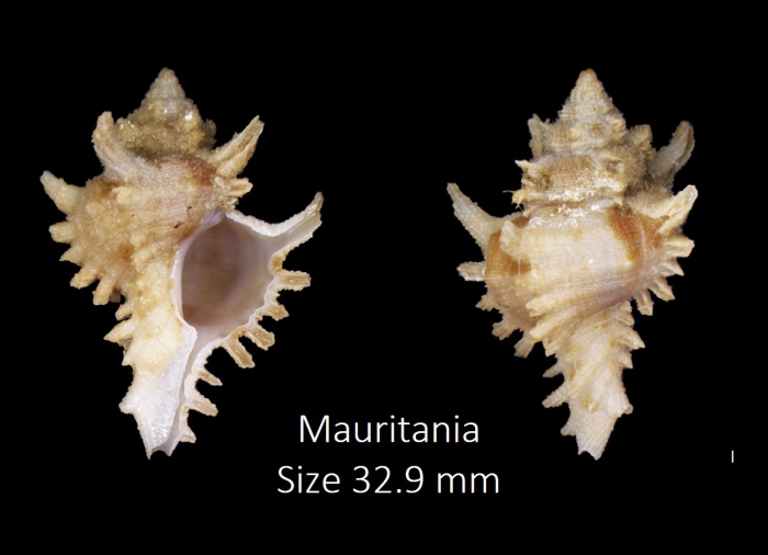 Hexaplex saharicus saharicus (Locard, 1897)