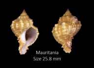 Hexaplex duplex (Ring, 1798)