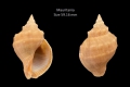 Mollusca (molluscs)