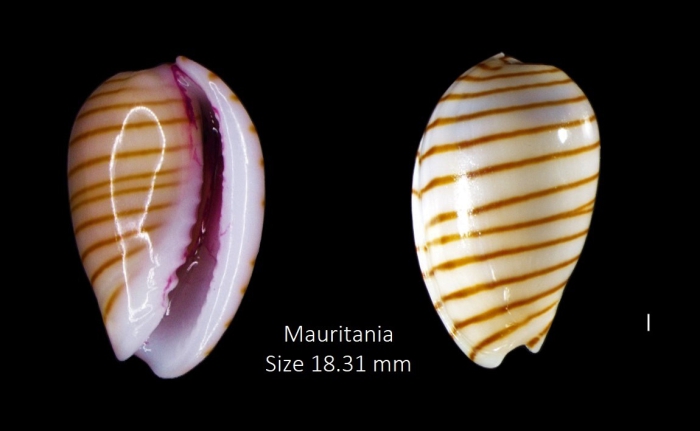 Persicula cingulata (Dillwyn, 1817) Persicula cingulata (Dillwyn, 1817)
