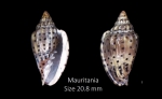 Glabella pseudofaba (G. B. Sowerby I, 1846)