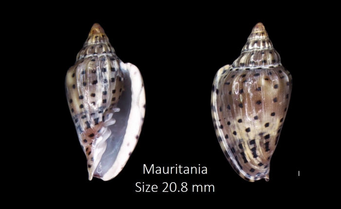 Glabella pseudofaba (G. B. Sowerby I, 1846) Glabella pseudofaba (G. B. Sowerby I, 1846)