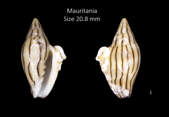 Marginella cleryi Petit de la Saussaye, 1836