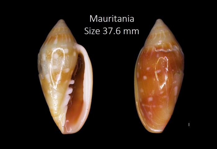 Marginella desjardini Marche-Marchad, 1957