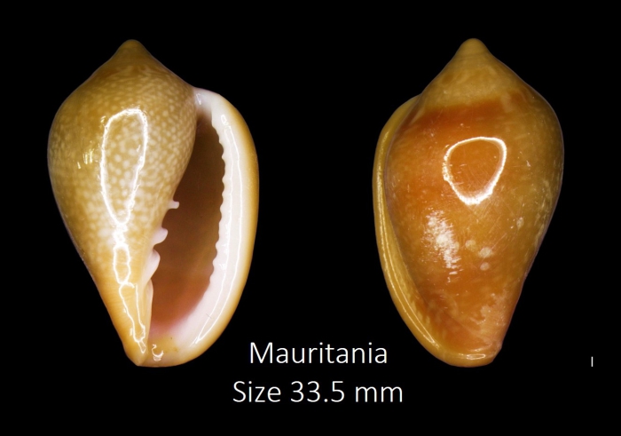 Marginella irrorata Menke, 1828