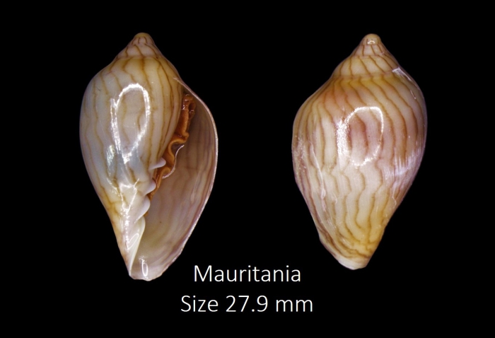 Marginella limbata Lamarck, 1822 Marginella limbata Lamarck, 1822