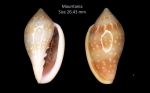 Marginella pseudosebastiani Mattavelli, 2001