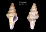 Clavatula diadema (Kiener, 1839)