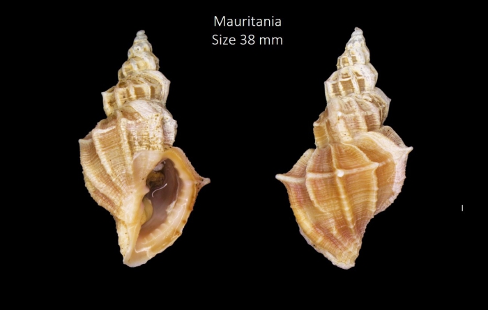 Sveltia lyrata (Brocchi, 1814) Sveltia lyrata (Brocchi, 1814)