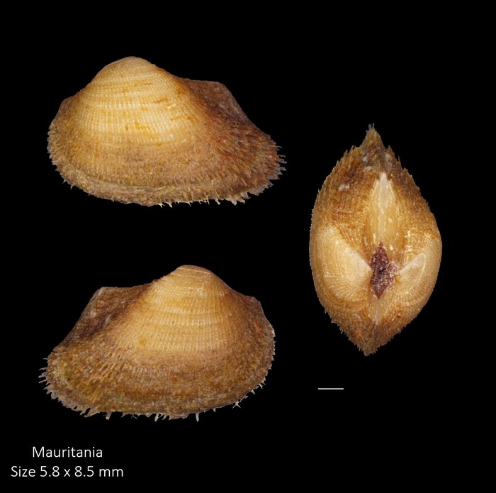 Striarca lactea (Linnaeus, 1758) Striarca lactea (Linnaeus, 1758)