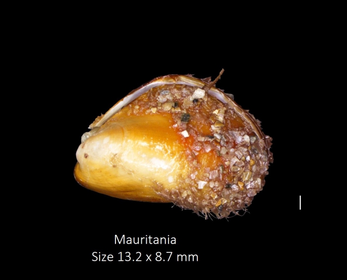 Modiolus nicklesi Ockelmann, 1983