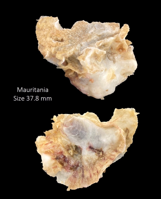 Neopycnodonte cochlear (Poli, 1795)