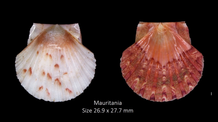 Pecten keppelianus G. B. Sowerby III, 1905