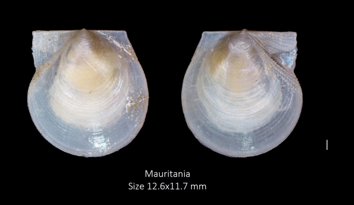 Delectopecten vitreus (Gmelin, 1791) Delectopecten vitreus (Gmelin, 1791)
