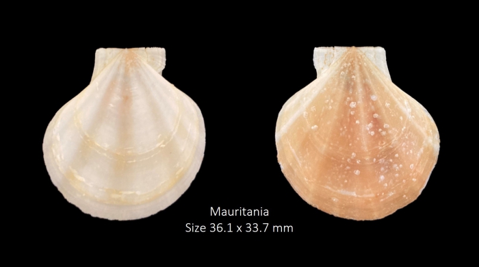 Pseudamussium peslutrae (Linnaeus, 1771)