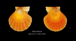 Karnekampia sulcata (O. F. Müller, 1776)