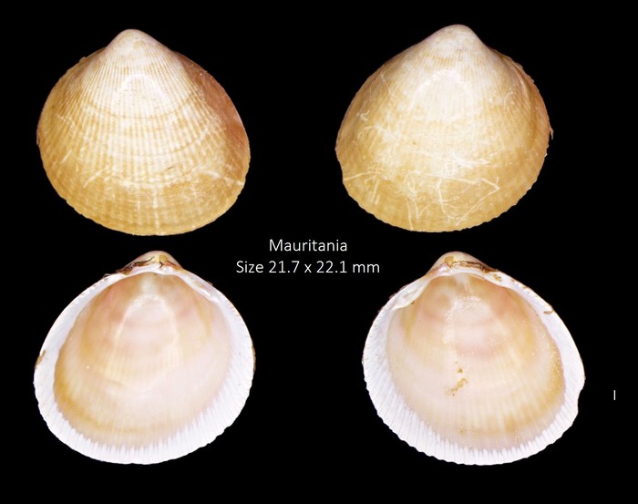 Laevicardium crassum senegalense (Dautzenberg, 1891) AphiaID